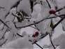 did you know that a dogwood has berries?