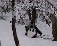 a roll in the snow